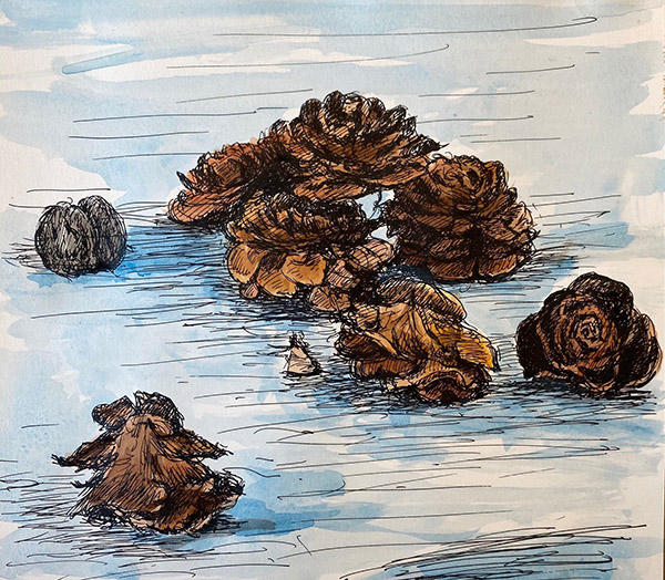 Seeds, pen and ink on paper